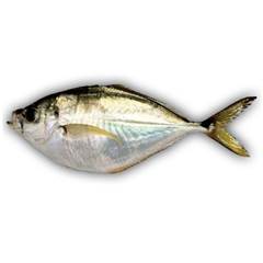 PEIXE PALOMBETA COSTA SUL PACOTE 800G